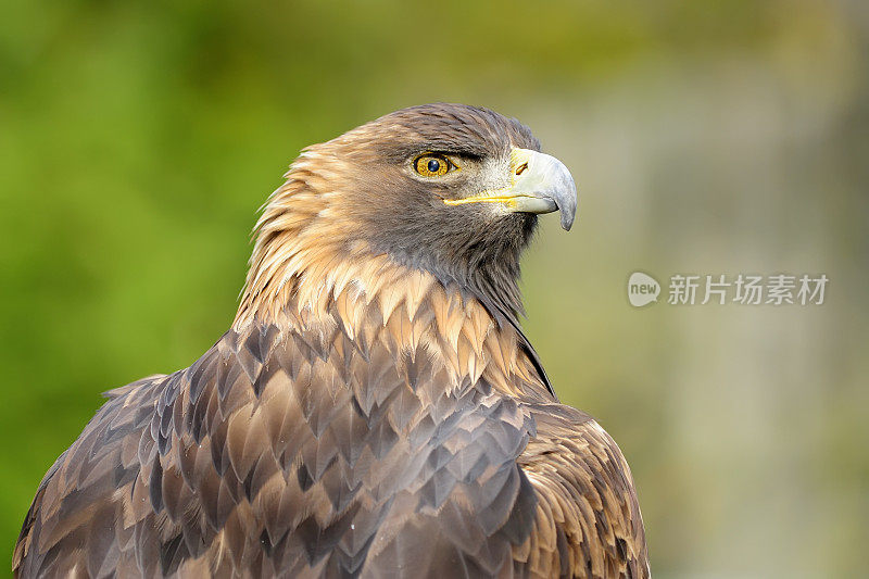 金鹰(Aquila chrysaetos)